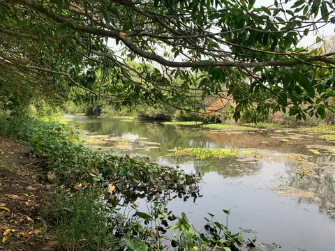 Agua rodeada de vegetación y ramas de árboles dentro del predio